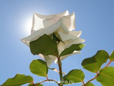 Плетистая розочка