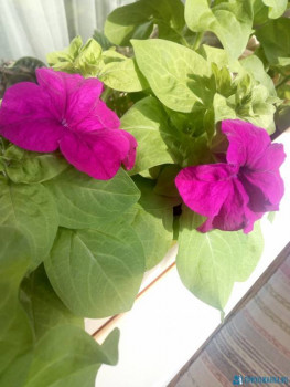 Мои комнатные растения. - IMG_20200626_165318.jpg