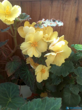 Мои комнатные растения. - IMG_20200626_165500.jpg