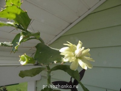 Кактус, тоже не отстает :) Цвел первый раз за 30 лет, после переезда на ПМЖ на дачу.