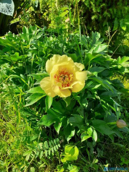 Декоративные садовые растения. - IMG-20200628-WA0003.jpg