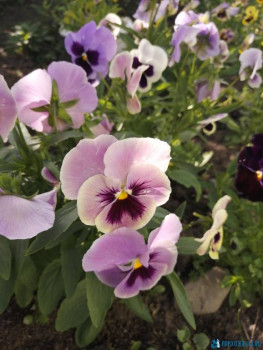 Декоративные садовые растения. - IMG_20200628_170709.jpg