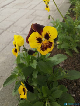 Декоративные садовые растения. - IMG_20200628_170649.jpg