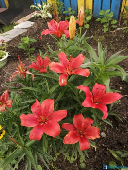 Декоративные садовые растения. - IMG_20200628_170446.jpg