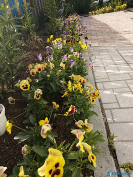 Декоративные садовые растения. - IMG_20200628_170430.jpg