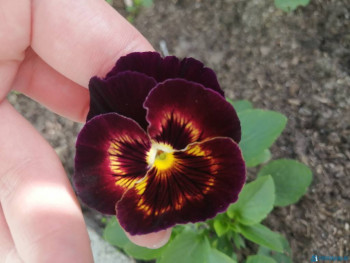 Декоративные садовые растения. - IMG_20200628_170424.jpg