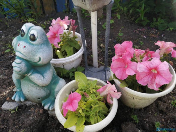 Декоративные садовые растения. - IMG_20200628_170406.jpg