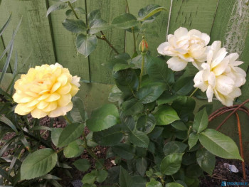 Декоративные садовые растения. - IMG_20200628_170340_1.jpg