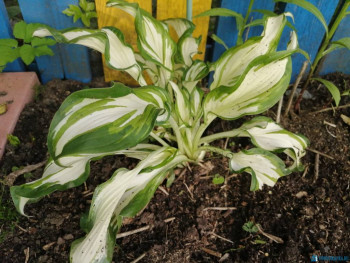 Подарили мне хосту-красавицу. Они невысокая и у взрослого растения кудрятся листья