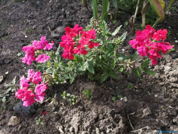 Декоративные садовые растения. - IMG_20200628_170315.jpg