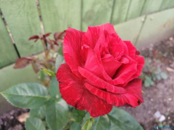 Декоративные садовые растения. - IMG_20200628_170237.jpg