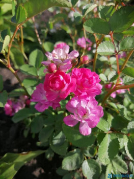 Декоративные садовые растения. - IMG-20200628-WA0008.jpg