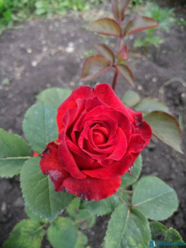 Декоративные садовые растения. - IMG-20200628-WA0006.jpg