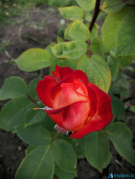 Декоративные садовые растения. - IMG-20200628-WA0007.jpg