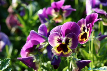 Доброго утра Хорошего дня Спокойной ночи  - cvety-anyutiny-glazki--sadovye-fialki-ro-1212340.jpg