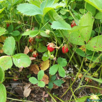 Чем сегодня занимались - IMG_20200701_171126_699.jpg