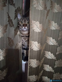 Клуб фелинологов-любителей  - IMG_20200711_215528.jpg