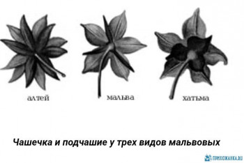 Заготовки на зиму - IMG_20200712_190204.jpg