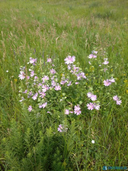 Заготовки на зиму - IMG_20200704_103123.jpg