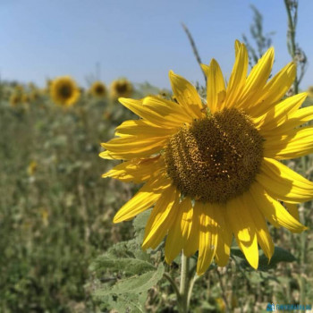 Чем сегодня занимались - IMG_20200716_163145_374.jpg