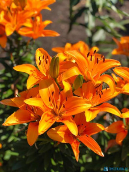 Декоративные садовые растения. - IMG-20200718-WA0010.jpg