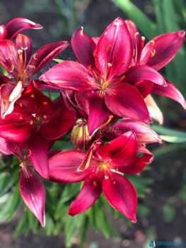 Декоративные садовые растения. - IMG-20200718-WA0016.jpg