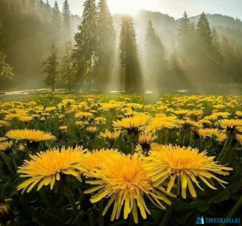 Доброго утра Хорошего дня Спокойной ночи  - mUTJUfAOJ2U.jpg