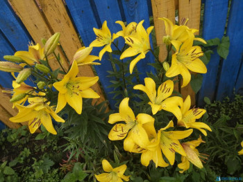 Декоративные садовые растения. - IMG_20200722_091156.jpg