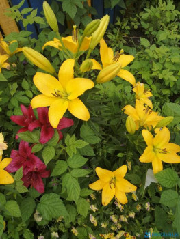 Декоративные садовые растения. - IMG_20200722_091152.jpg