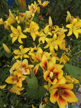 Декоративные садовые растения. - IMG_20200722_091132.jpg