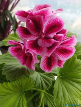 Мои комнатные растения. - IMG_20200724_072853_BURST1.jpg