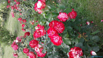 Декоративные садовые растения. - 20200707_160657[1].jpg