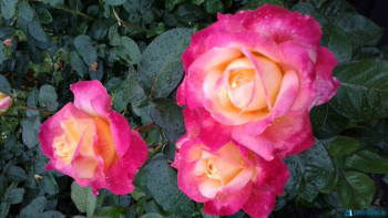 Декоративные садовые растения. - 20200714_160424[1].jpg