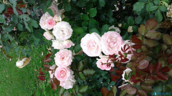 Декоративные садовые растения. - 20200714_160708[1].jpg