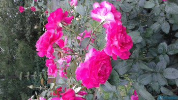 Декоративные садовые растения. - 20200714_160530[1].jpg