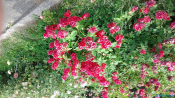 Декоративные садовые растения. - 20200707_161441[1].jpg