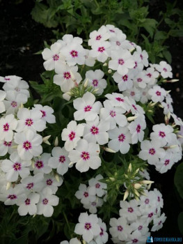 Декоративные садовые растения. - IMG-20200725-WA0006.jpg