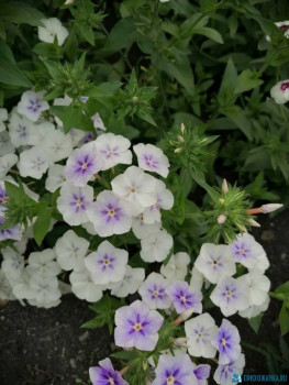 Декоративные садовые растения. - IMG-20200725-WA0009.jpg