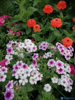 Декоративные садовые растения. - IMG-20200725-WA0008.jpg