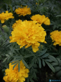 Декоративные садовые растения. - IMG-20200725-WA0007.jpg