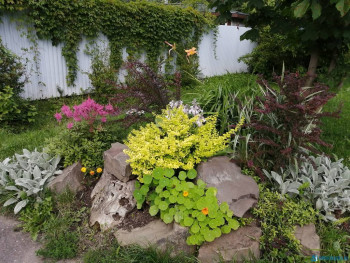 Декоративные садовые растения. - IMG_20200726_165308.jpg