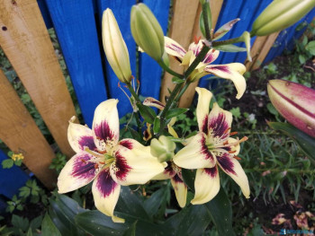 Декоративные садовые растения. - IMG_20200726_170038.jpg