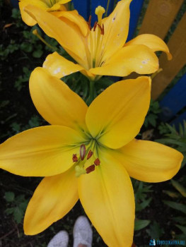 Декоративные садовые растения. - IMG_20200726_170032.jpg