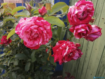 Декоративные садовые растения. - IMG_20200726_165959.jpg