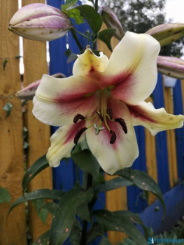 Декоративные садовые растения. - IMG_20200726_165929.jpg