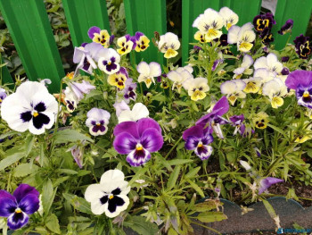 Декоративные садовые растения. - IMG_20200726_165746.jpg