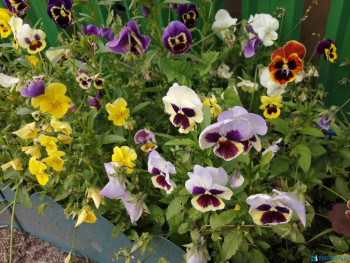 Декоративные садовые растения. - IMG_20200726_165733.jpg