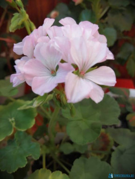 Мои комнатные растения. - IMG-20200729-WA0006.jpg