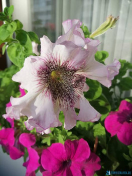 Мои комнатные растения. - IMG-20200729-WA0002.jpg