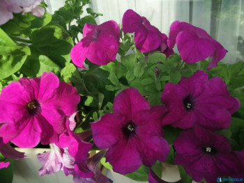 Мои комнатные растения. - IMG-20200729-WA0004.jpg